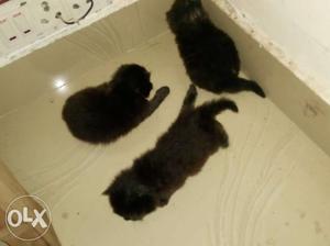 Black dolface kitten for sale