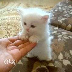Black in white pure persian long hair kitten avalible
