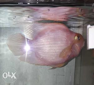 Breeding Size perrot fish female 4 5 inches cross