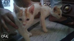 Cat white color 1month age