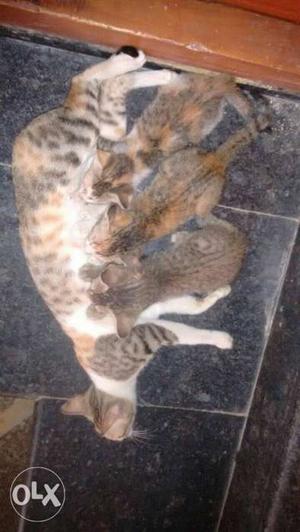 Cats with 3 kittens