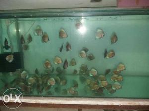 Discus fish lot for sell blue diamond and yellow