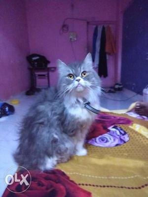 Female persain cat 11 months