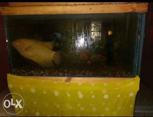 Fish (1 foot long) with Tank for sale