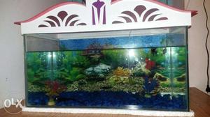 Fishtankl(2 feet) +stones+2 plant+oxygen pump+fishes+food