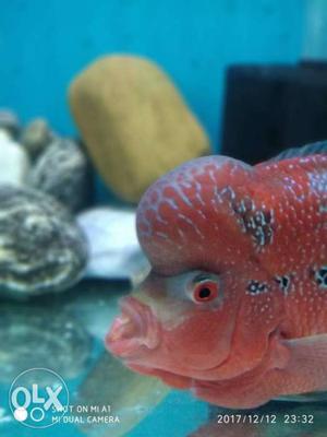 Flowerhorn 7 month old good colour