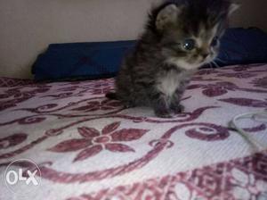 Four Gray Persian Kittens