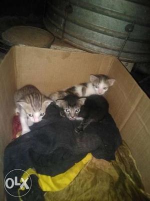 Four Short-fur Brown And White Kittens