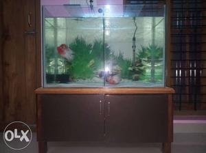 Fully set tank with 2 flowerhorn fish