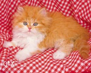 Golden and white color doll face pure persian kitten