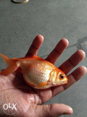 Goldfish Male for only 50rs