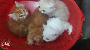Hi everyone i av semi punch persian kittens pure