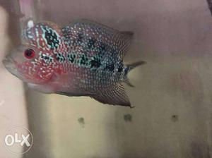 I need a flowerhorn baby with popped head.. it
