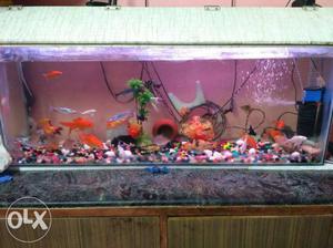 I want 2 sell my fish tank with all fishes and