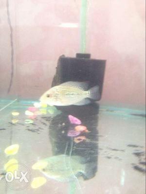 Imported kamfa flowerhorn pearly and active