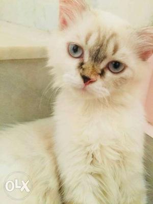 Male normal persian, himalayan breed female cats