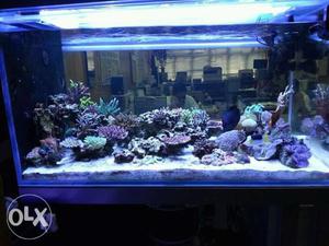 Marine aquarium with biologycal filter system.