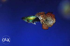 Multicolored Guppy Fish