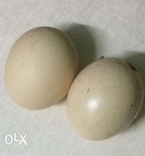 Natukoli egg 1 dozen -120 per piece Rs.10