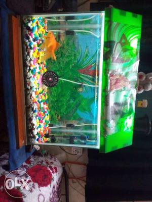 New fish and tank with fish