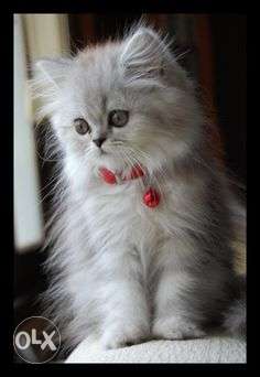 Normal eyes white persian kitten for sale cod free