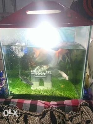 Only fish tank for rupees 500