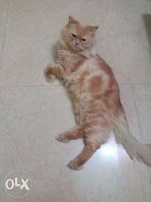 Only for mating male persian cat available