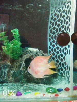 Orange Flowerhorn Fish