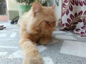 Persian cat punch face (male)