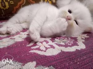 Persian cats kittens available plz call us on