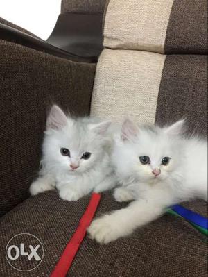 Persian cats kittens selling..one kitten is of