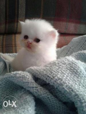 Persian cats kittens sweet chubby nd healthy kittens