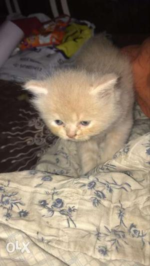 Persian doll face kittens heavy quality 45 days