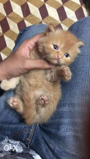 Persian dollfact kittens heavy quality hone bred