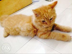Persian female 3 month old very active (Doll