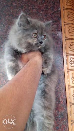 Persian kittens for sale grey female kitten is