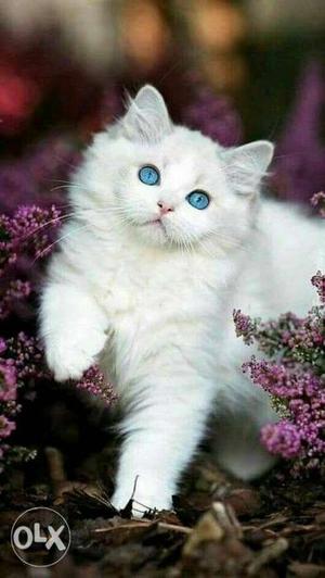 Persian kittens in pure breeds with trained.