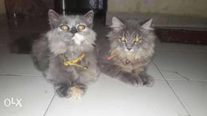 Persian kittens. male and female, potty trained.