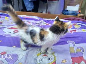 Persion cat female 3 months old.high quality