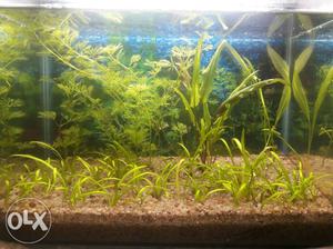 Planted aquarium with 1feet led light and DIY Co2