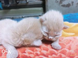 Pure persion kittens male available golden colour