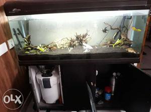 Rectangular Brown Wood-framed Fish Tank And Shoal Of Pet