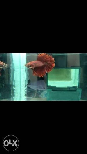 Red Halfmoon Betta fish for sell Best quality
