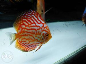 Red map discus.