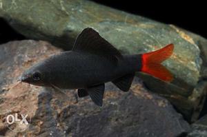 Red tail fish for aquarium