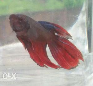 Red&blue&black male Betta fish