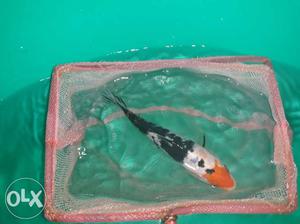 Scale Less koi carp at a reasonable price to buy