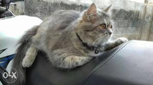 Semi punch face female Persian cat 1yr old