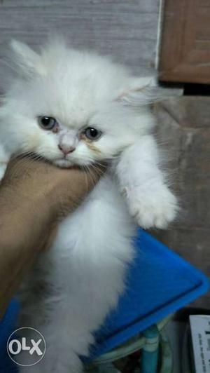 Semi punch female kitten for sale