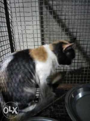 Short-coated Black And White Calico Cat